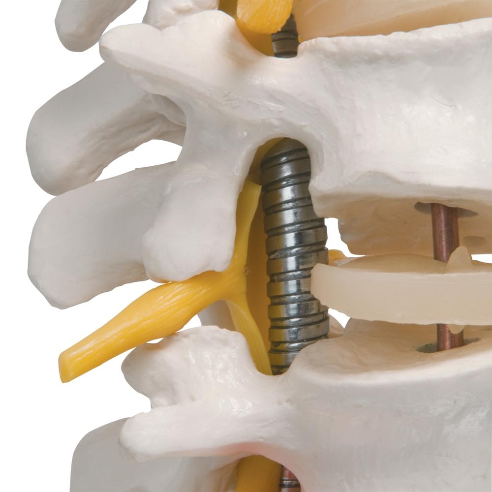 Highly Flexible Spine Model - Anatomical Human Vertebral Column for Medical Education & Training | Perfect for Students, Chiropractors & Physical Therapists