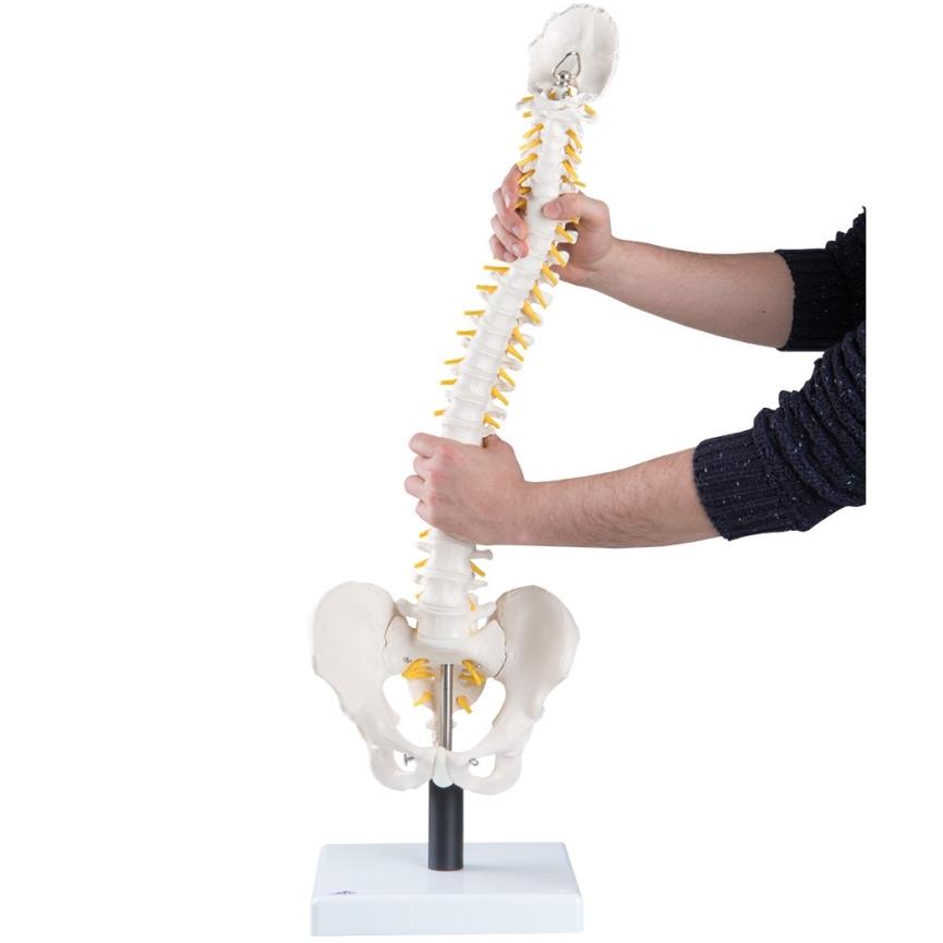 Flexible Spine Model with Soft Intervertebral Discs - Human Anatomy Educational Tool for Medical Students & Chiropractors