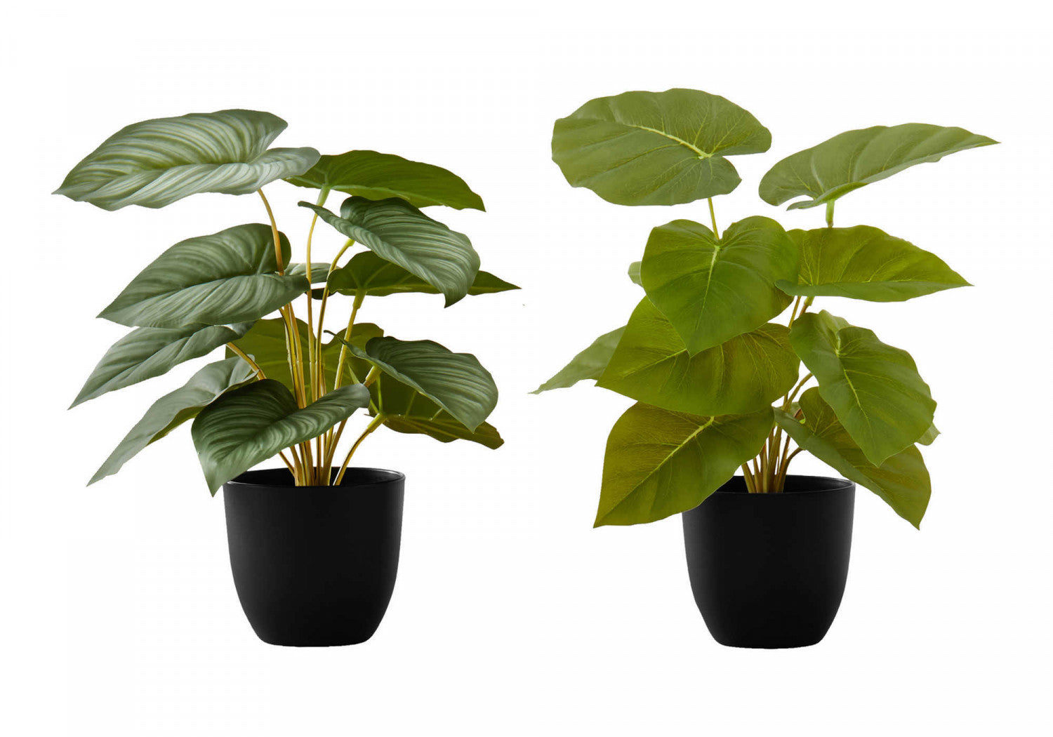 Epipremnum Aureum (Pothos) Live Plant - Set of 2 with 4 Black Pots - Low Maintenance Indoor Houseplant for Home, Office Decor & Air Purification