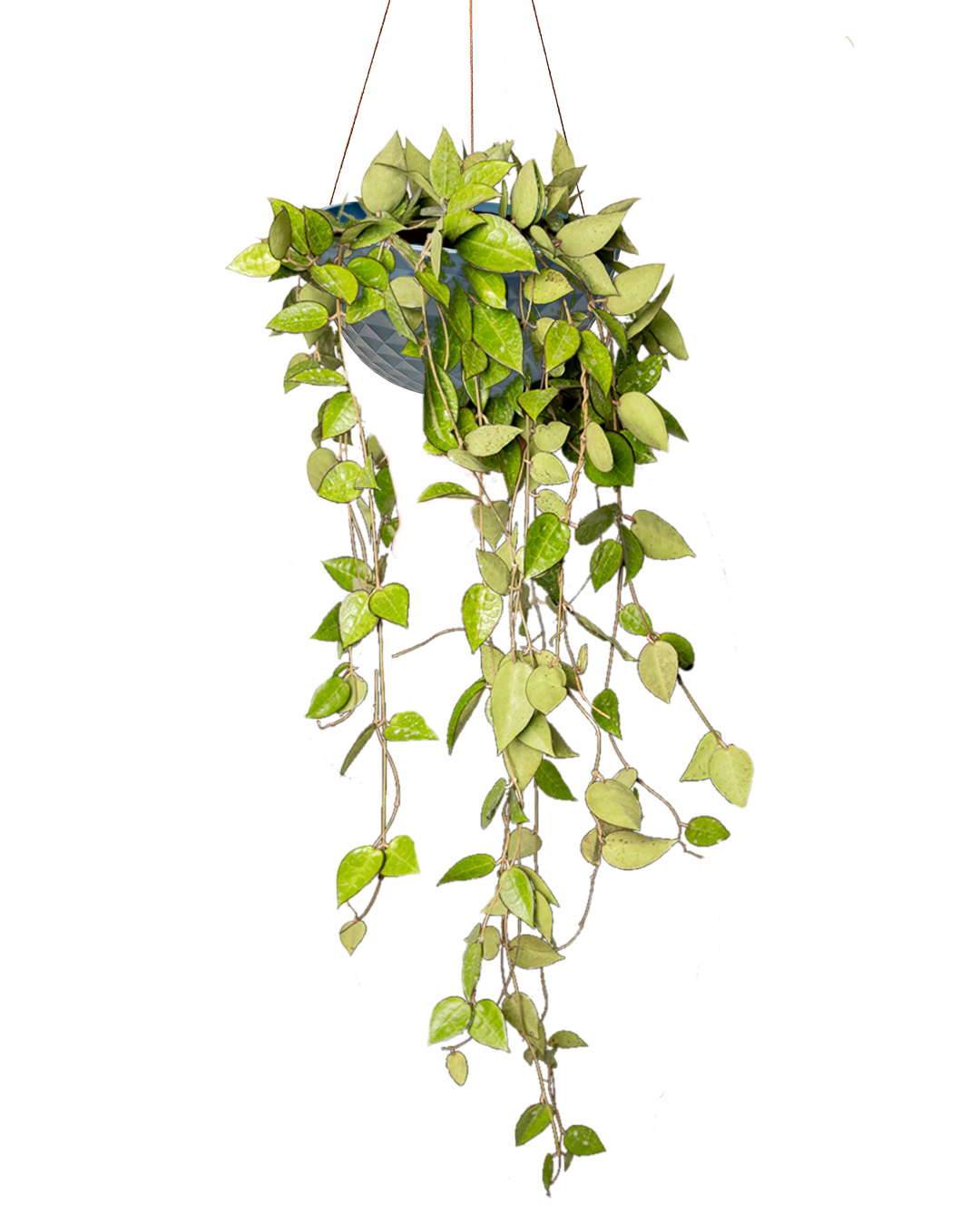 Hoya Parasitica 8 Inch Potted Plant - Live Indoor Hanging Vine for Home Decor & Office Greenery