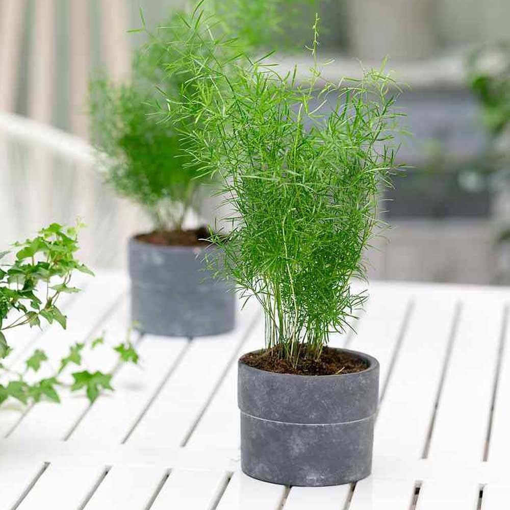 Outsidepride Asparagus Fern Sprengeri Seeds - 100 Count for Container, Pot & Window Box Planting | Evergreen Foliage Houseplant | Perfect for Indoor Decor, Office Plants & Hanging Baskets