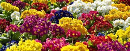 PRIMULA - PRIMROSE 20 SEEDS (Danova Grower Select Mix) - Beautiful Flower Seeds for Pots, Gardens & Containers - Perfect for Home Decor, Landscaping & Gift Giving