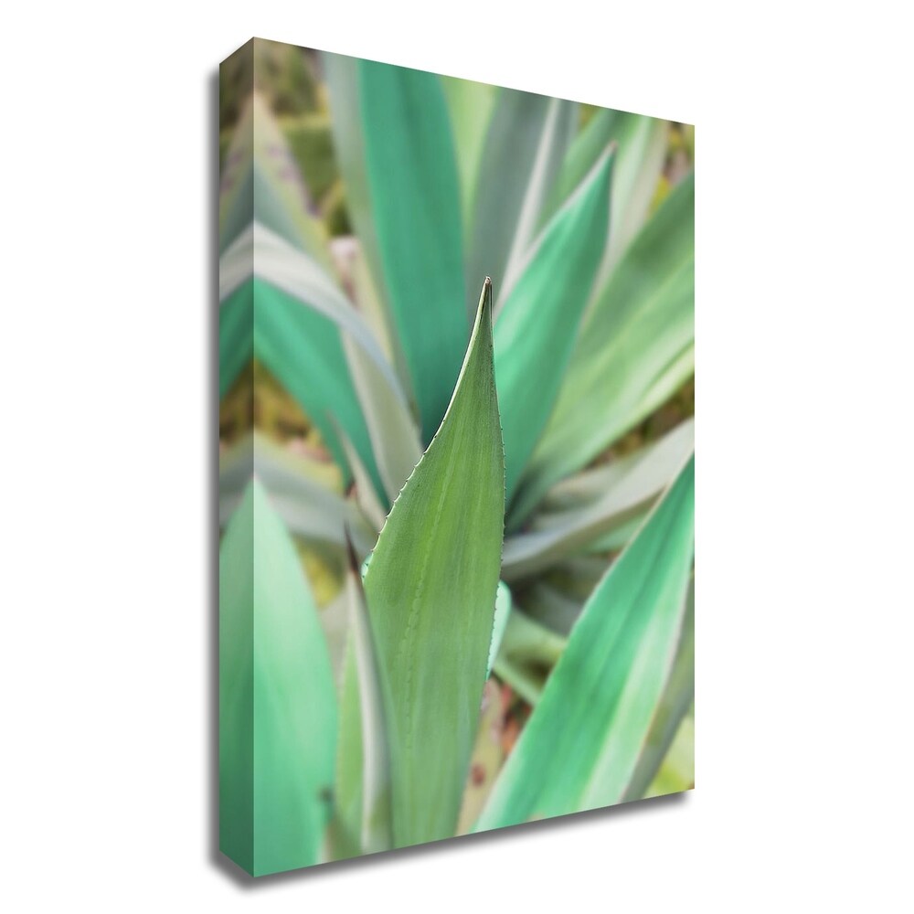 Agave Succulent 3 Wall Art by Alan Blaustein - Canvas Print Ready to Hang - Perfect for Living Room, Bedroom & Office Decor
