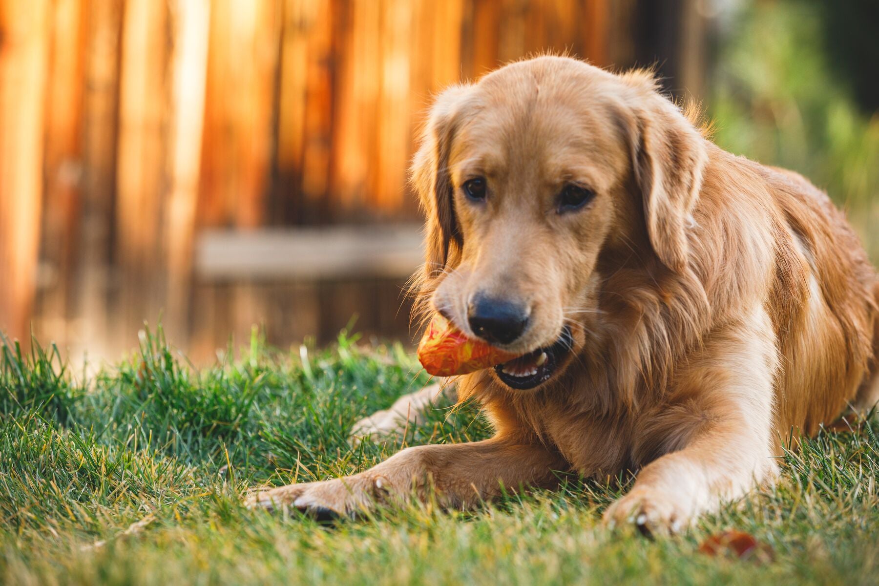 Ruffwear® Gnawt A Cone® Salamander Orange Dog Chew Toy & Treat Dispenser - Durable Interactive Play for Active Dogs, Perfect for Fetch, Training, and Outdoor Adventures