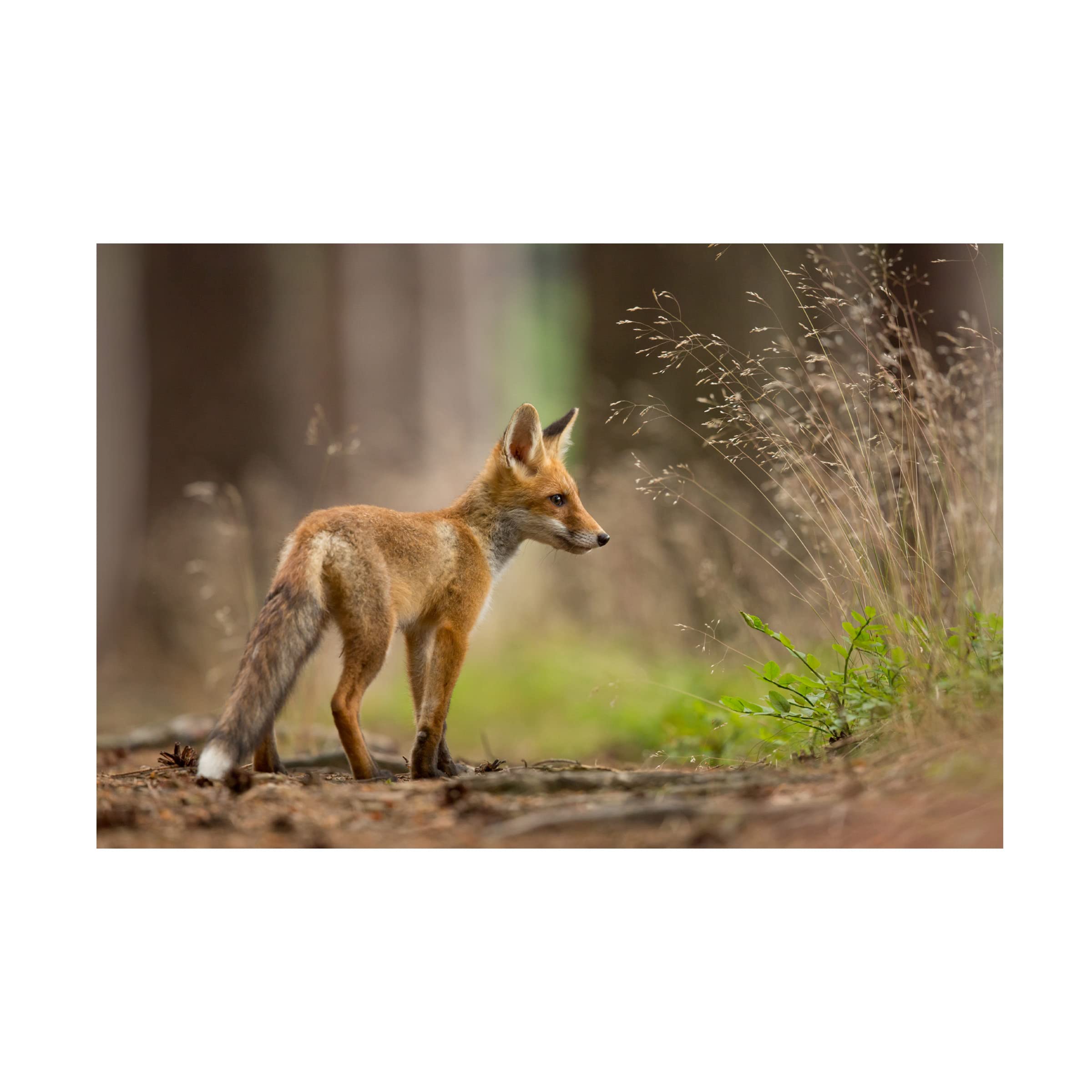 Trademark Fine Art 'Red Fox 1' Canvas Wall Art by Milan Zygmunt - Wildlife Home Decor for Living Room, Bedroom & Office