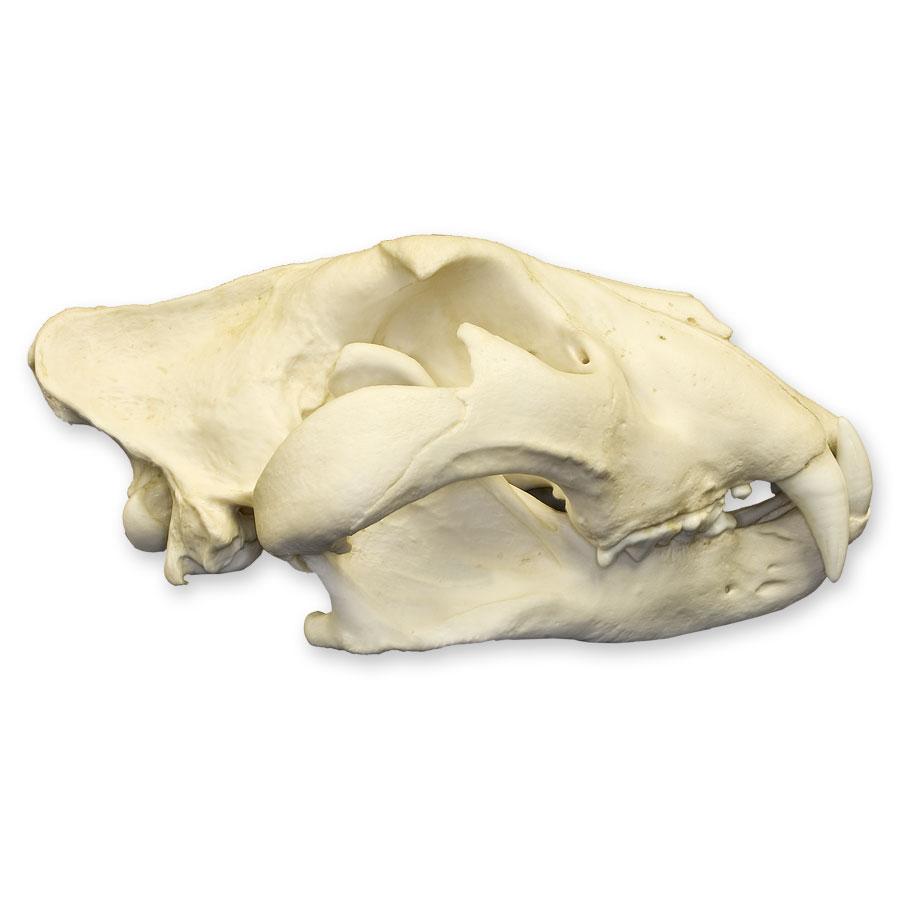 Extra Large Replica African Lion Skull - Lifelike Animal Skull Decor for Home, Office & Halloween Displays