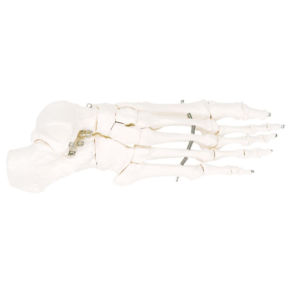 Foot Skeleton Wire Mounted - Halloween Decor, Gothic Home Decor, Anatomical Display for Medical Offices & Haunted Houses
