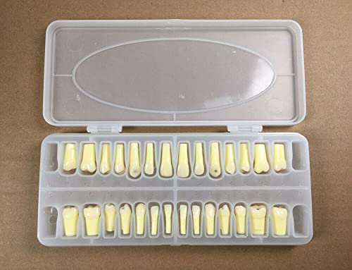 28Pcs Dental Caries Tooth Extraction Practice Model with Screws - Decayed Teeth Study Kit for Dental Students & Professionals - Perfect for Dental School Training & Clinical Practice
