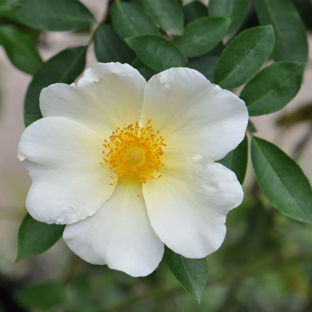 Heirloom Roses Mermaid Yellow Climbing Rose Bush - Live Outdoor Rose Plant for Garden, Trellis & Fence Decoration | Perfect for Landscaping, Wedding Decor & Home Gardening