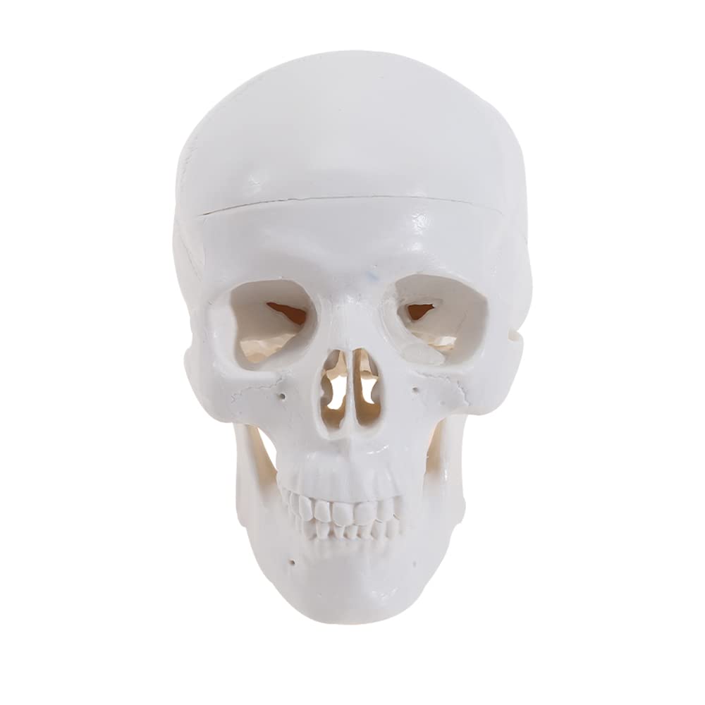 Mini Human Skull Anatomy Model with Removable Skull Cap & Articulated Jaw - 3.8x3x3.8in Educational Science Display for Medical Students, Halloween Decor & Classroom Teaching