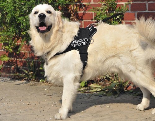 DT Fun Works Service Dog Harness - Medium, Black with Reflective Trim (Fits 28-34 Inch Girth) - Perfect for Assistance Dogs, Therapy Pets & Mobility Support