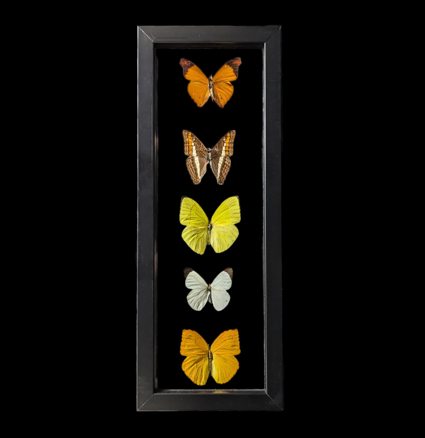 5-Piece Double Glass Framed Butterfly Collection - Realistic Mixed Species Display for Home Decor, Wall Art & Gift Ideas