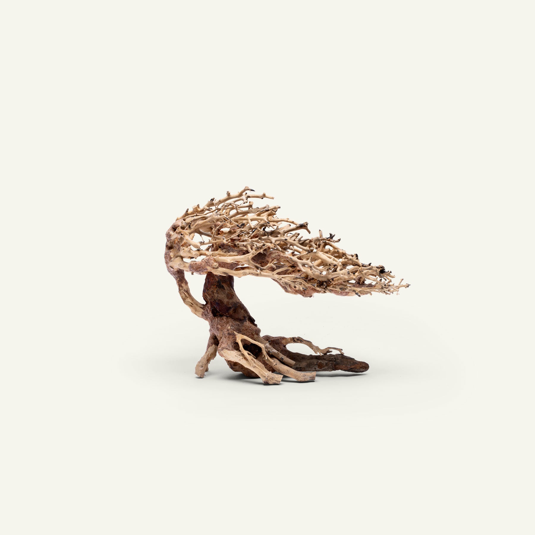 UNS Bonsai 019 - Premium Miniature Bonsai Tree for Home & Office Decor | Perfect for Zen Gardens, Desktop Displays & Gift Giving