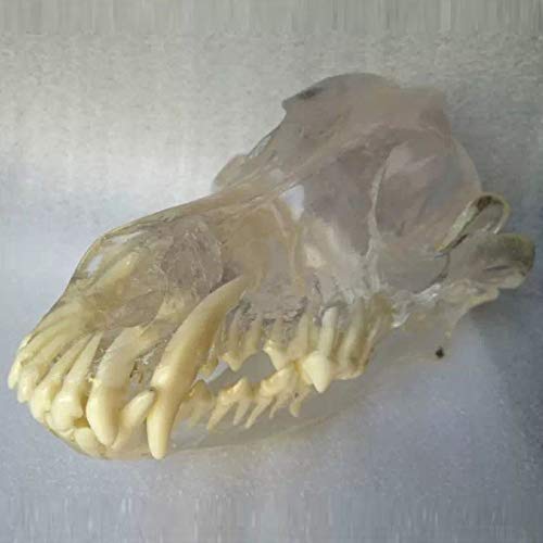 Transparent 3D Dog Teeth Model - Canine Dental Anatomy Training Tool for Veterinary Students & Pet Owners | Perfect for Vet Clinics, Classrooms & Home Pet Care