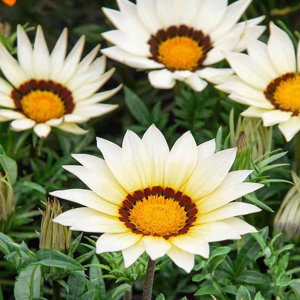 Outsidepride 50 Seeds - Perennial Gazania White Heat & Drought Tolerant Ground Cover Flower Seeds for Planting - Perfect for Rock Gardens, Borders & Xeriscaping