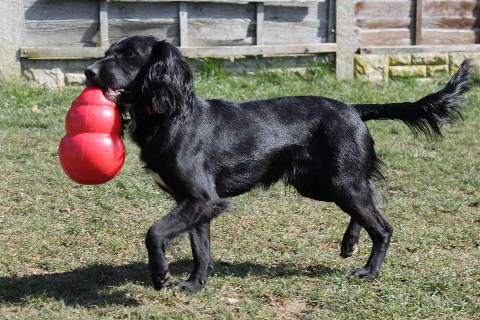 Kong Bounzer Dog Toy - Durable Chew-Resistant Rubber Bouncing Ball for Dogs (3 Sizes) - Perfect for Fetch, Training, and Playtime Indoors or Outdoors