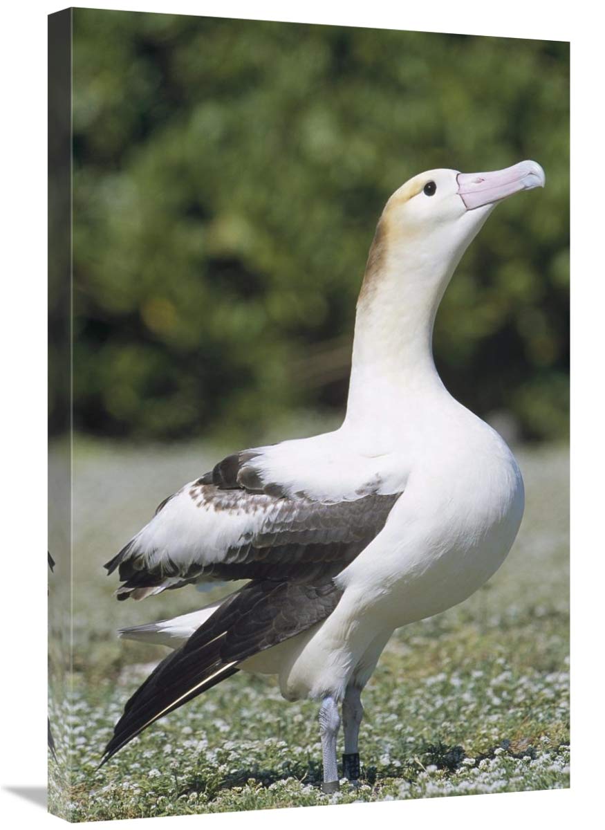 20 x 30 in. Short-Tailed Albatross Art Print - Lone Female at Midway Atoll Hawaii by Tui De Roy | Wildlife Wall Decor for Living Room, Office & Nature Lovers