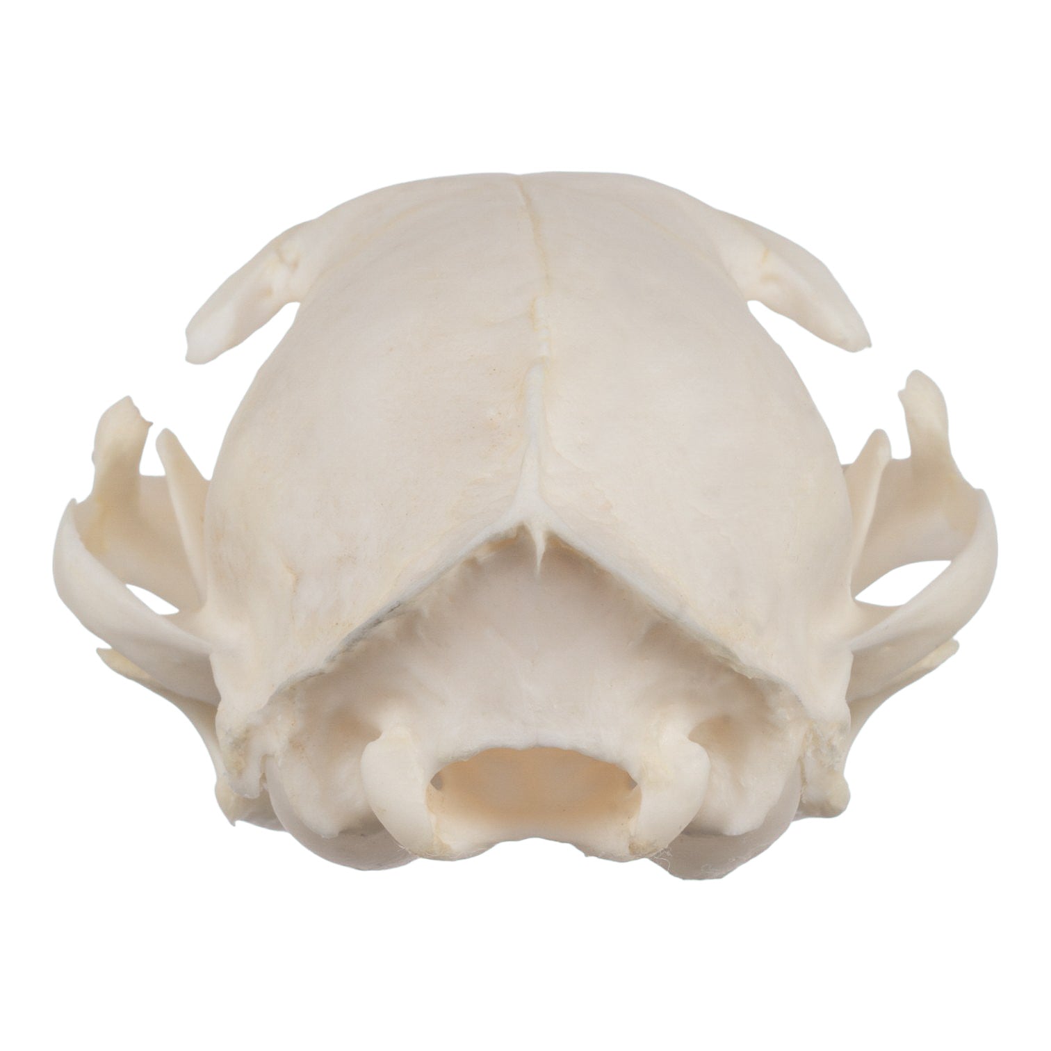 Authentic Domestic Cat Skull Specimen - Taxidermy Oddity & Gothic Decor - Perfect for Halloween, Dark Academia, and Natural History Displays