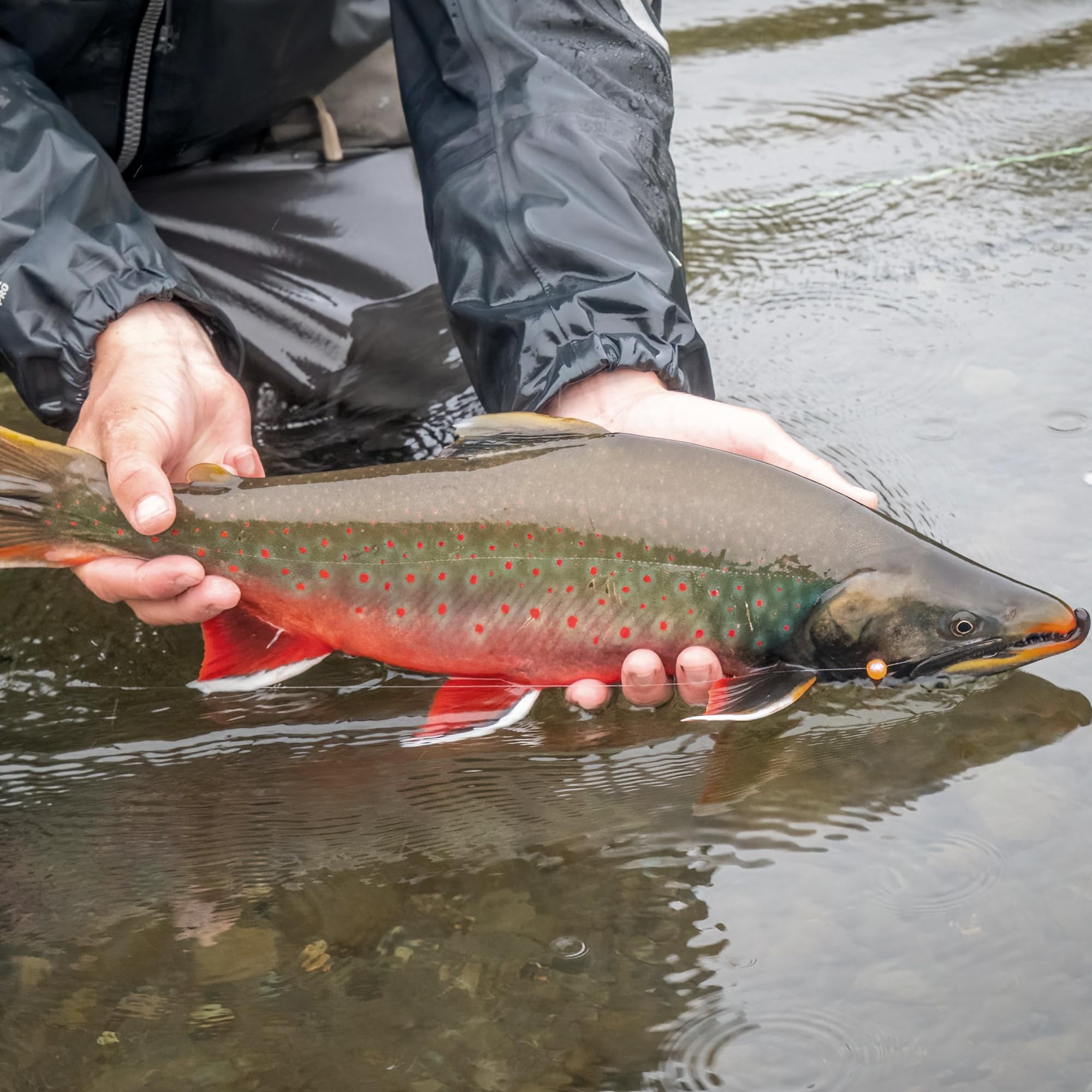Little Rainbow Trout Streamer Fly Lures - 3-Pack Small Streamers for Trout, Grayling & Bass Fishing - Premium Fly Fishing Flies for Freshwater Anglers - Perfect for Mountain Streams and River Fishing Adventures