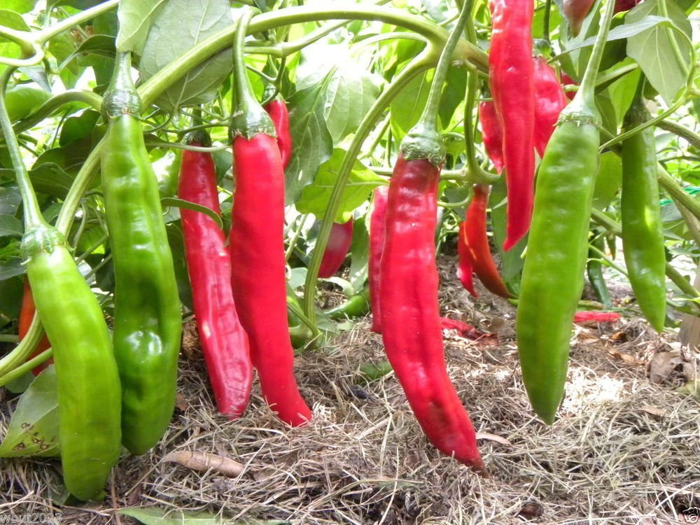 10 Seeds - Aji Colorado Chili Pepper (Capsicum baccatum) | Heirloom Hot Pepper from Peru | Perfect for Salsas, Sauces, and Home Gardening