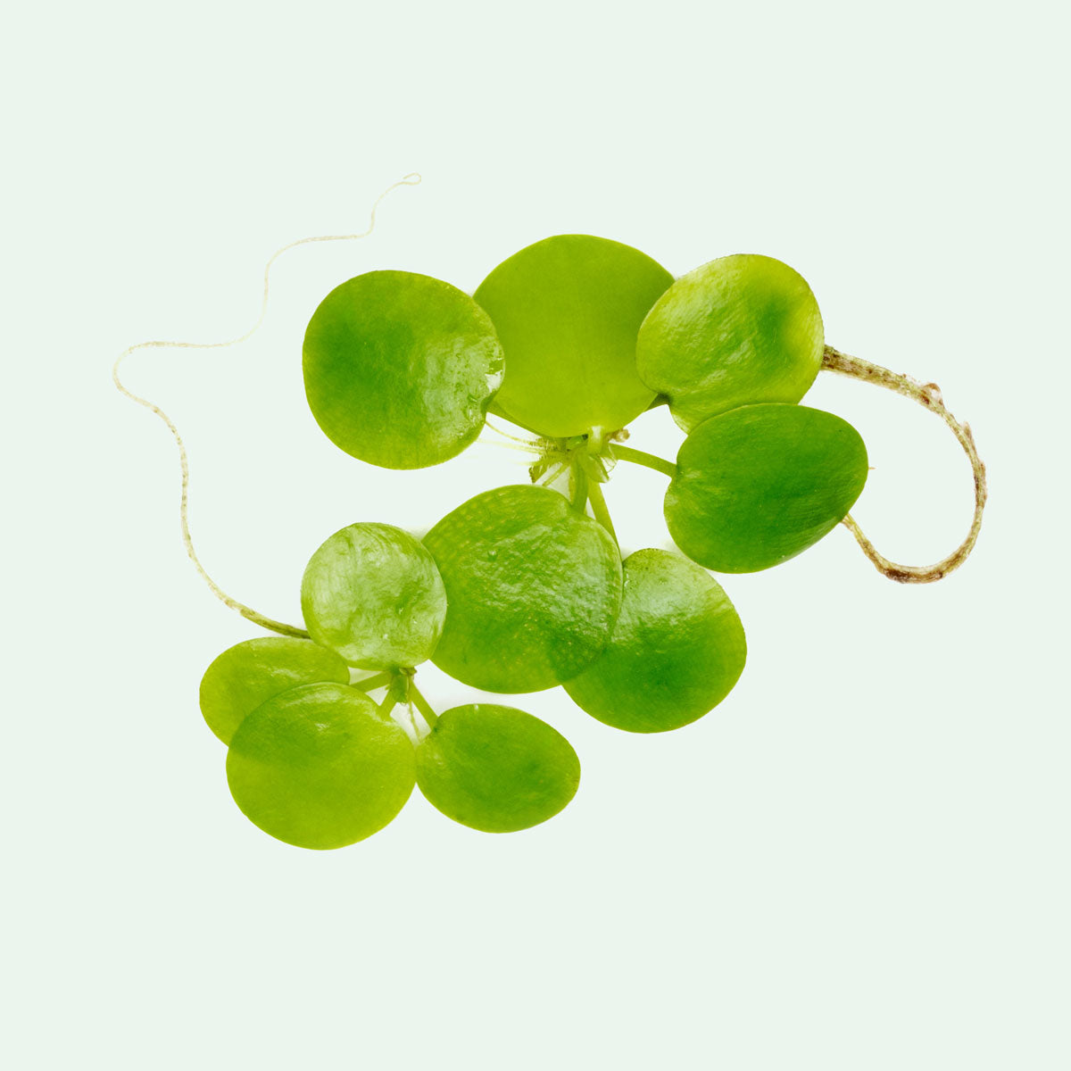 Limnobium Laevigatum (Amazon Frogbit) Floating Aquatic Plants for Ponds & Aquariums - Perfect for Water Gardens, Fish Tanks, and Natural Filtration