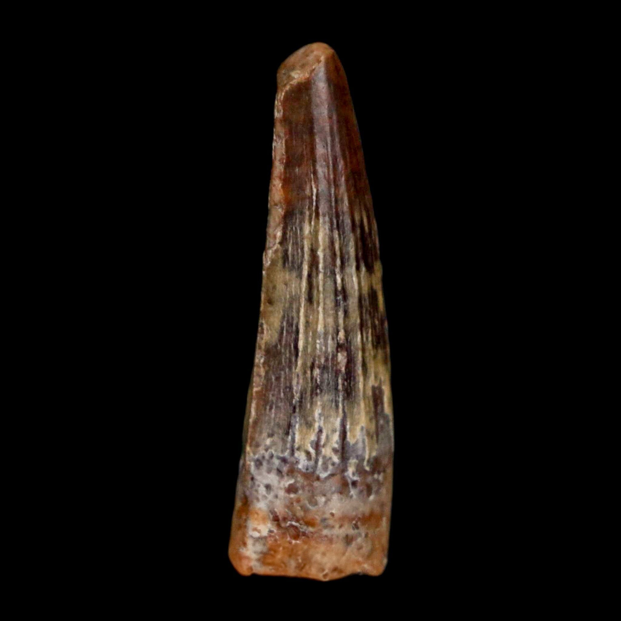 Authentic Suchomimus Dinosaur Fossil Tooth - Cretaceous Spinosaurid from Niger with COA | Perfect for Paleontology Collectors & Dinosaur Enthusiasts