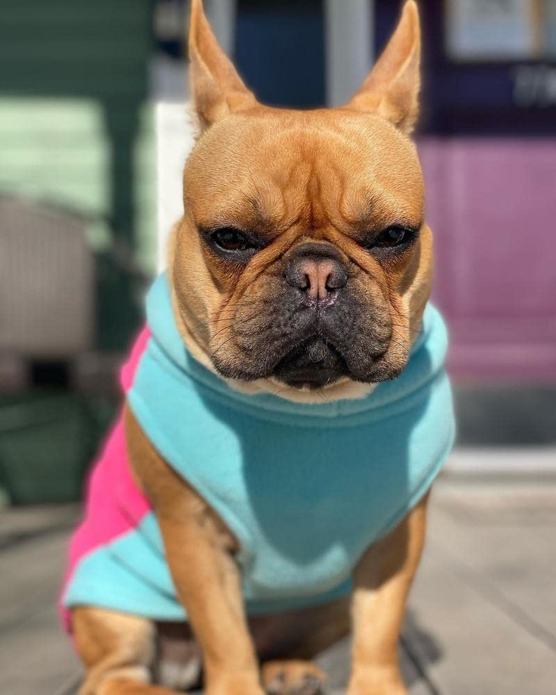 Gooby Half Stretch Fleece Vest Dog Sweater - Pink, X-Small | Warm Pullover Fleece Jacket for Small Dogs with D-Ring Leash Attachment | Winter Dog Coat for Cold Weather | Perfect for Indoor & Outdoor Activities, Walks, and Playtime