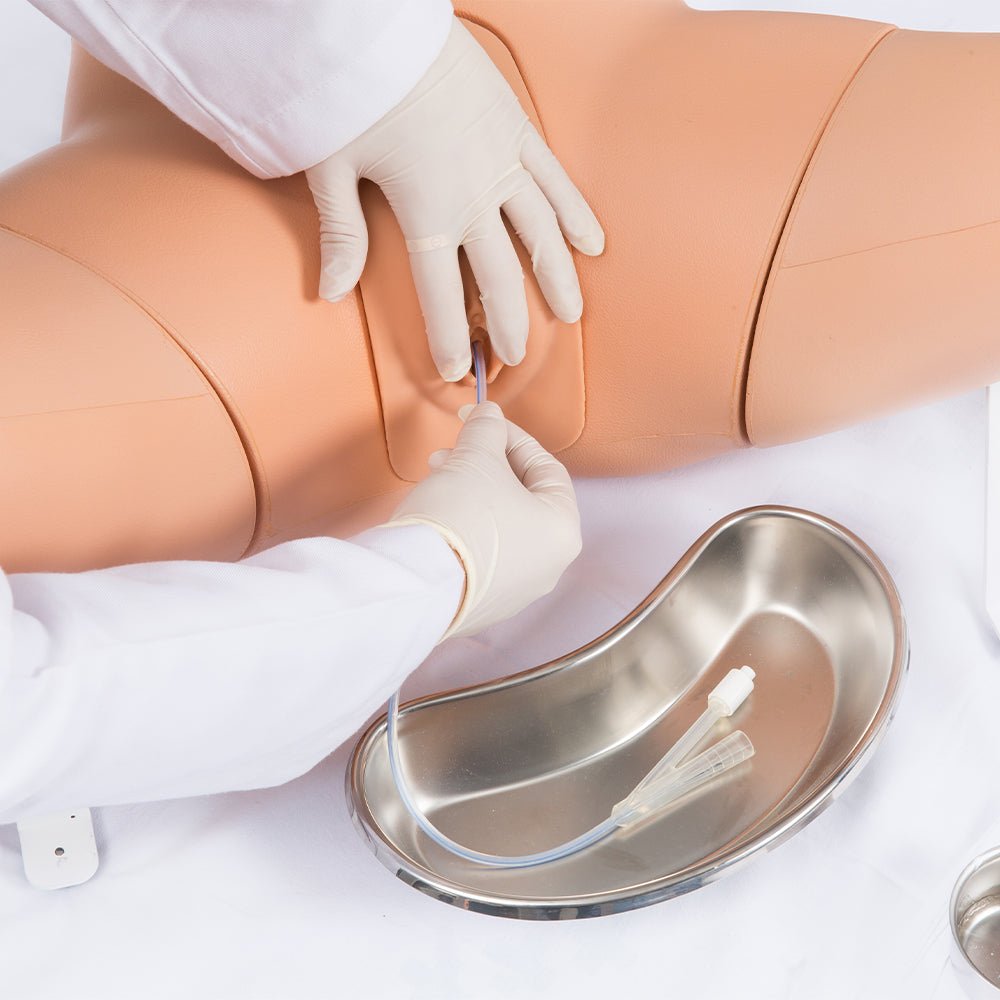 Female Catheterization Simulator - Medical Training Model for Nursing Students & Healthcare Professionals - Practice Urinary Catheter Insertion Techniques