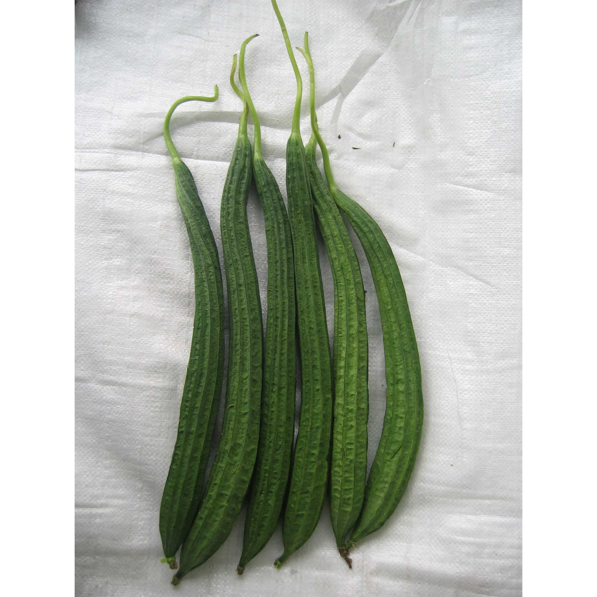 Organic Gourd Seeds - Buab Liam Hybrid - 1 Lb (2240 Seeds) - Non-GMO, F1 Hybrid - Asian Bitter Melon for Home Garden - Perfect for Stir-Fry, Soup & Healthy Asian Cuisine