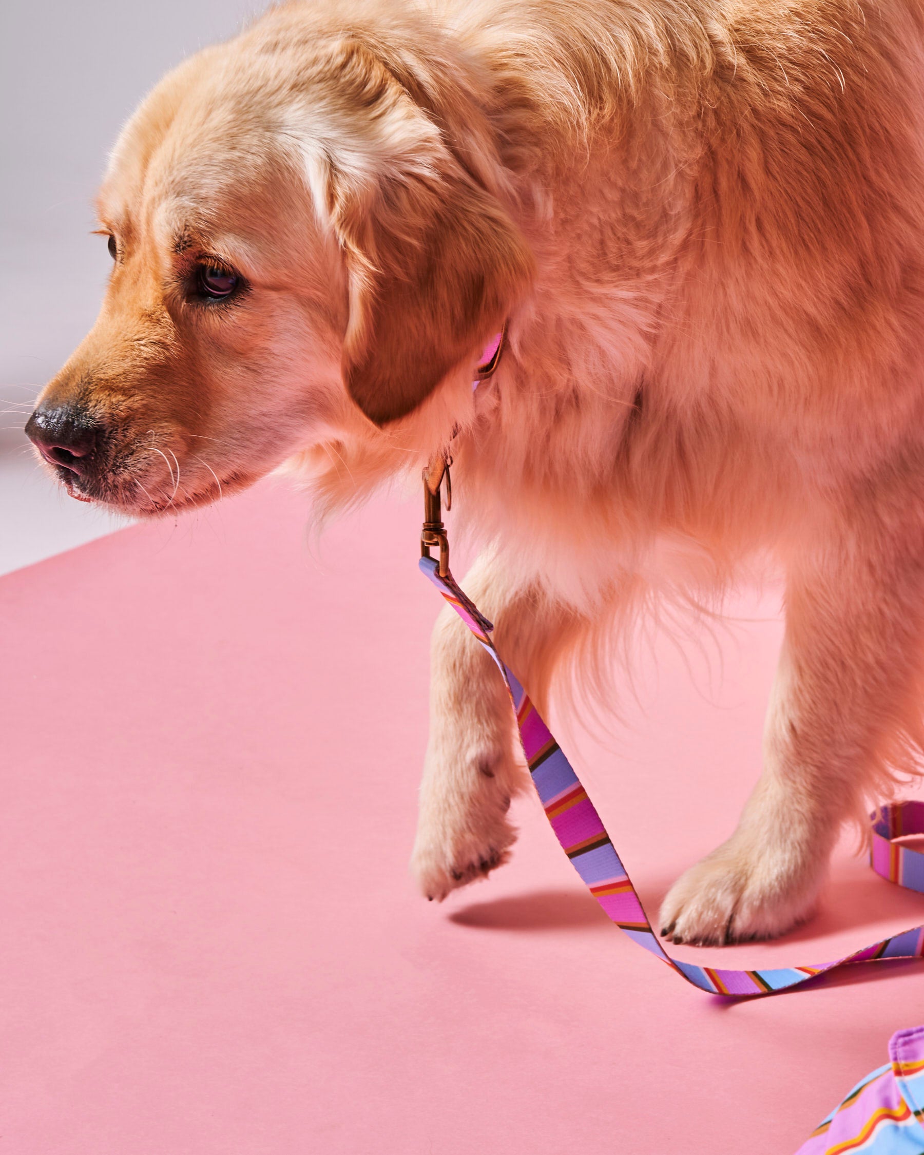 Premium Fez Stripe Dog Leash - Durable & Adjustable Pet Walking Lead for Small to Medium Dogs - Perfect for Daily Walks, Training & Outdoor Adventures