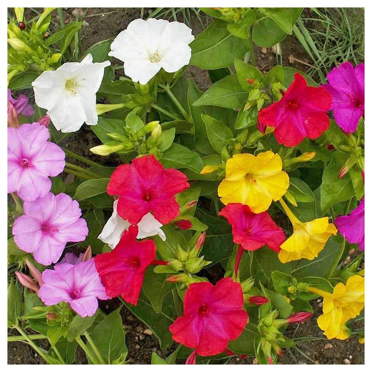 Everwilde Farms - 1 Oz Four-O'Clock Mix Wildflower Seeds - Non-GMO, Pollinator-Friendly - Perfect for Gardens, Landscaping & Butterfly Habitats