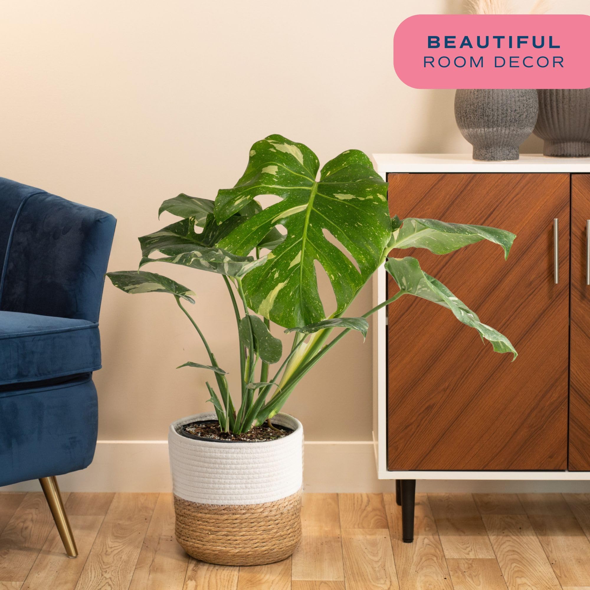 Costa Farms Live Thai Constellation Monstera Plant - 2-3 Feet Tall Indoor Houseplant with Decorative Pot | Trending Tropicals Collection for Home, Office & Room Decor | Perfect for Living Room, Bedroom & Workspace Greenery
