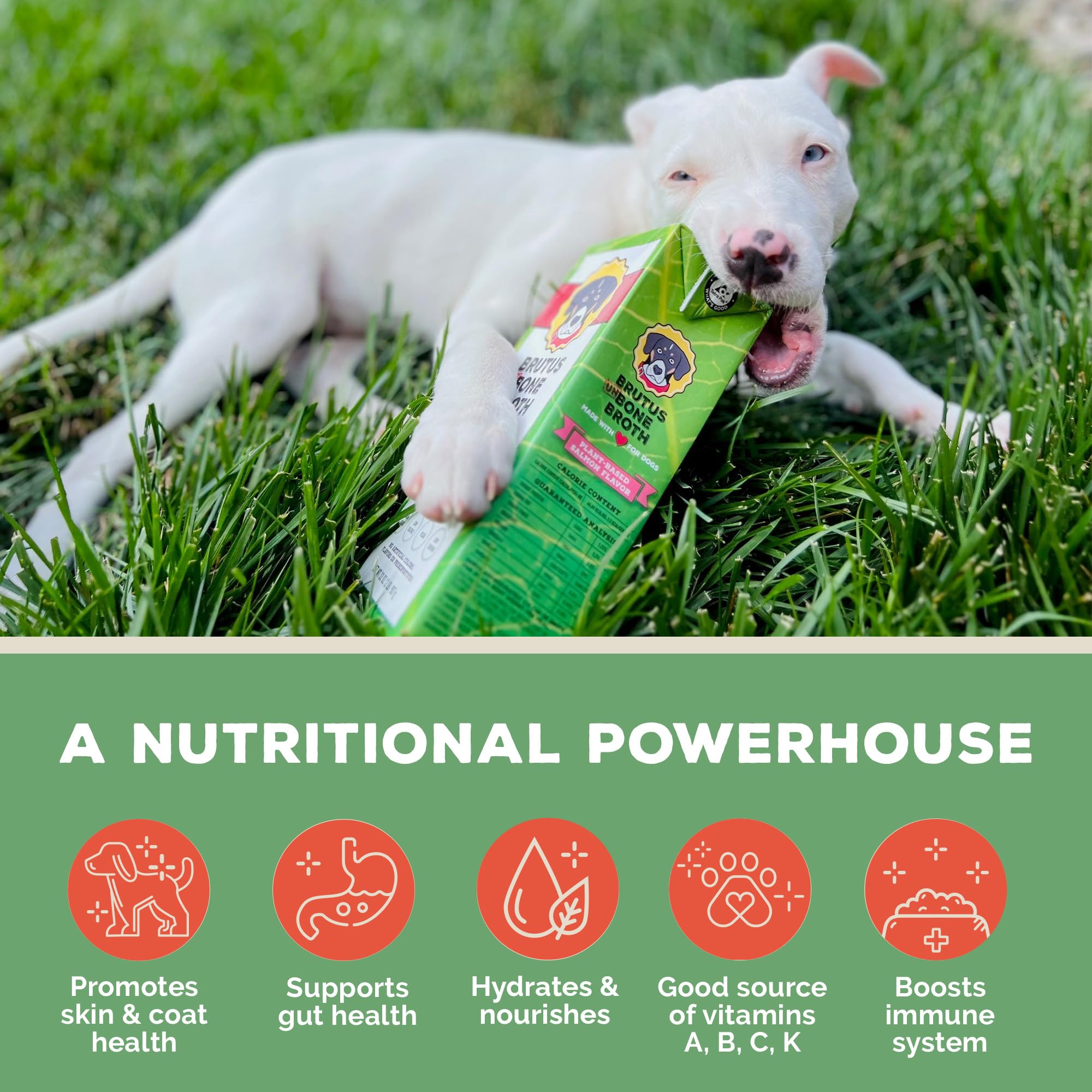 Brutus All-Natural Vegetable Broth for Dogs 192oz (6-Pack) | USA Made Human-Grade Dog Food Topper with Omega & Turmeric for Skin & Coat Health | Hydrating Gravy & Treat Sauce for Salmon Flavor | Perfect for Senior Dogs, Picky Eaters & Meal Enhancement