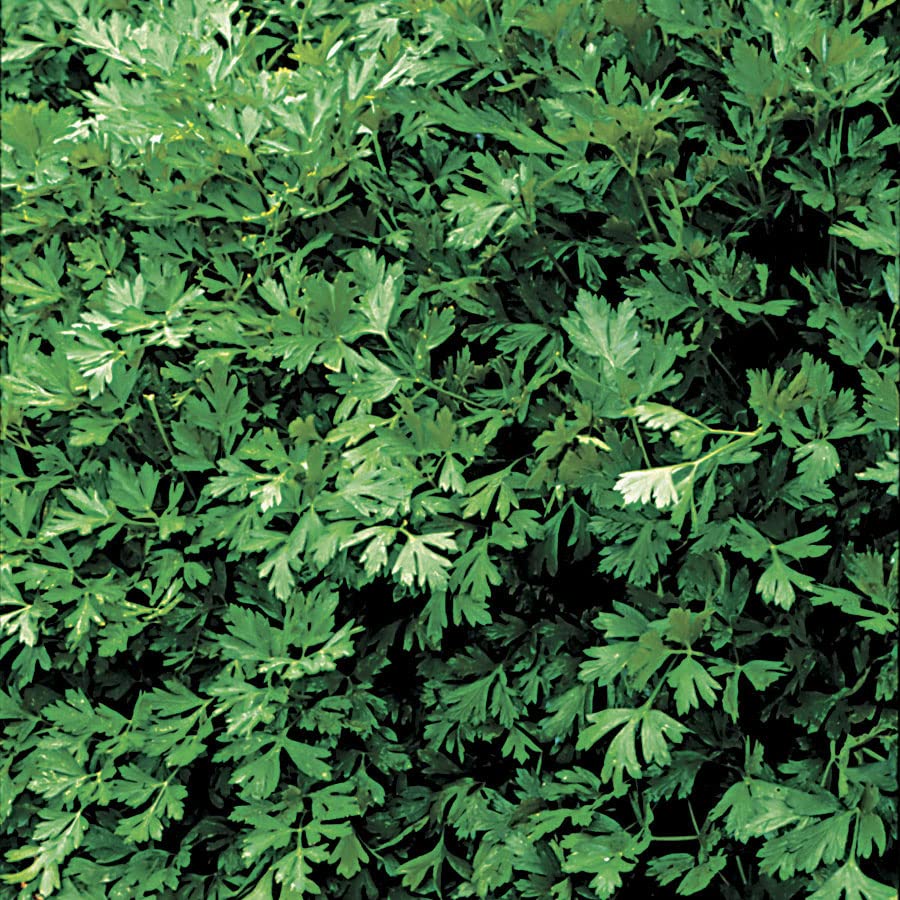 Organic Italian Plain Leaf Parsley Seeds - Pack of 1000 | Non-GMO Herb Garden Starter Kit for Cooking, Garnishing & Fresh Salads | Perfect for Indoor Herb Gardens, Container Planting & Culinary Use