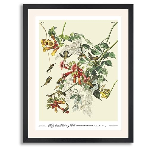 Ruby Throated Humming Bird
