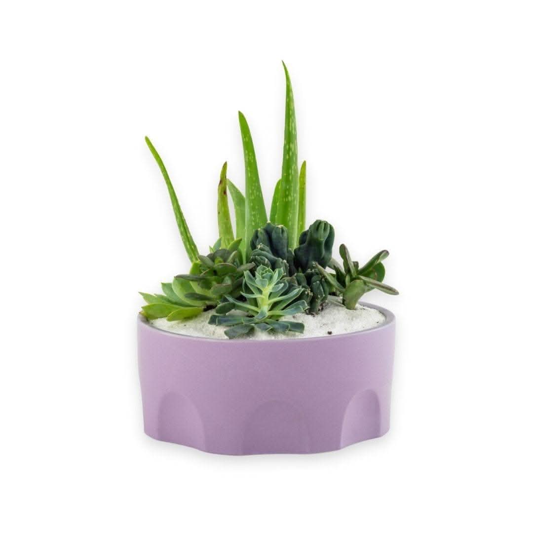 Purple Desert Gem Succulent Plant - Low Maintenance Indoor & Outdoor Cactus for Home Decor, Office Desk, or Garden Landscaping