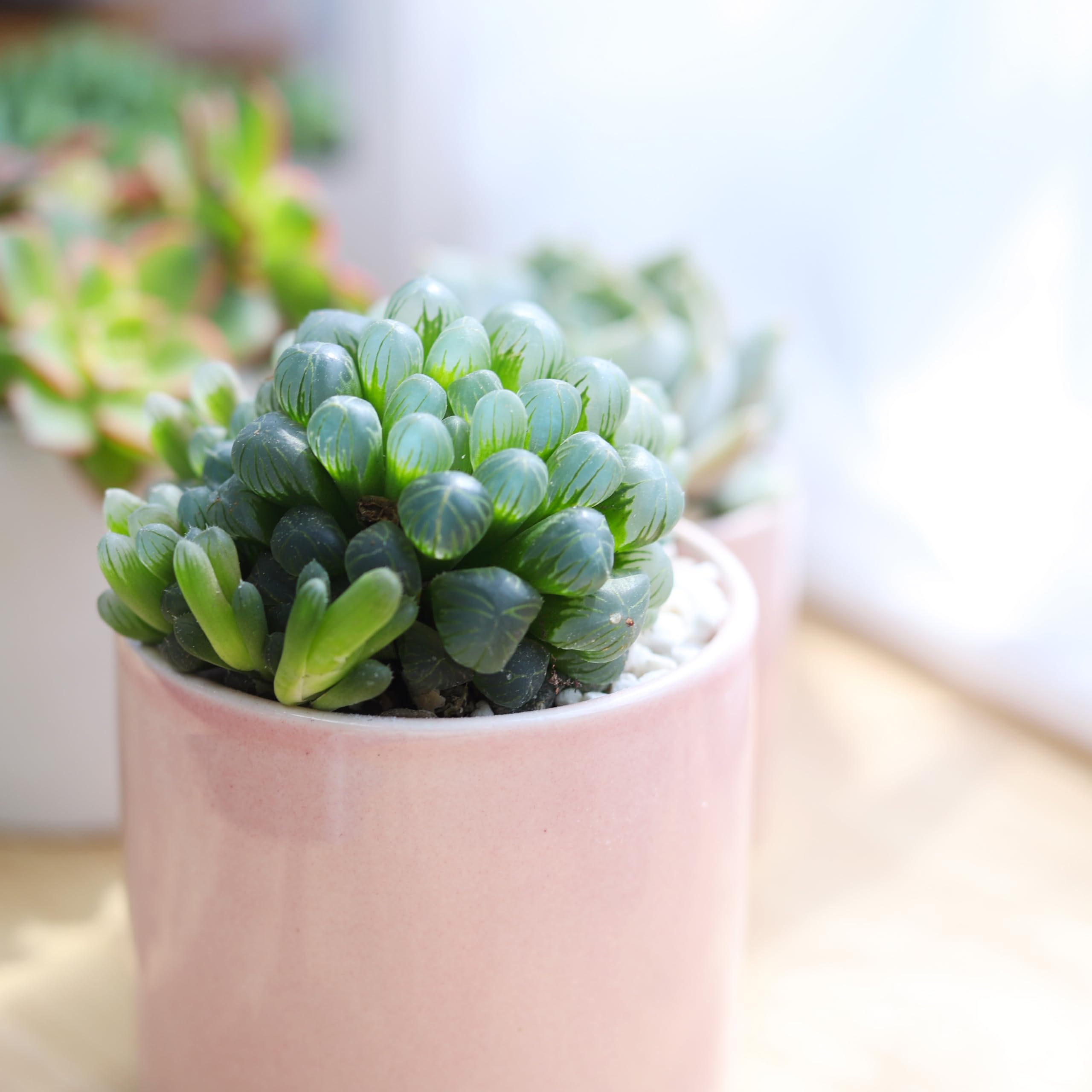 Haworthia Succulent Plant in 4