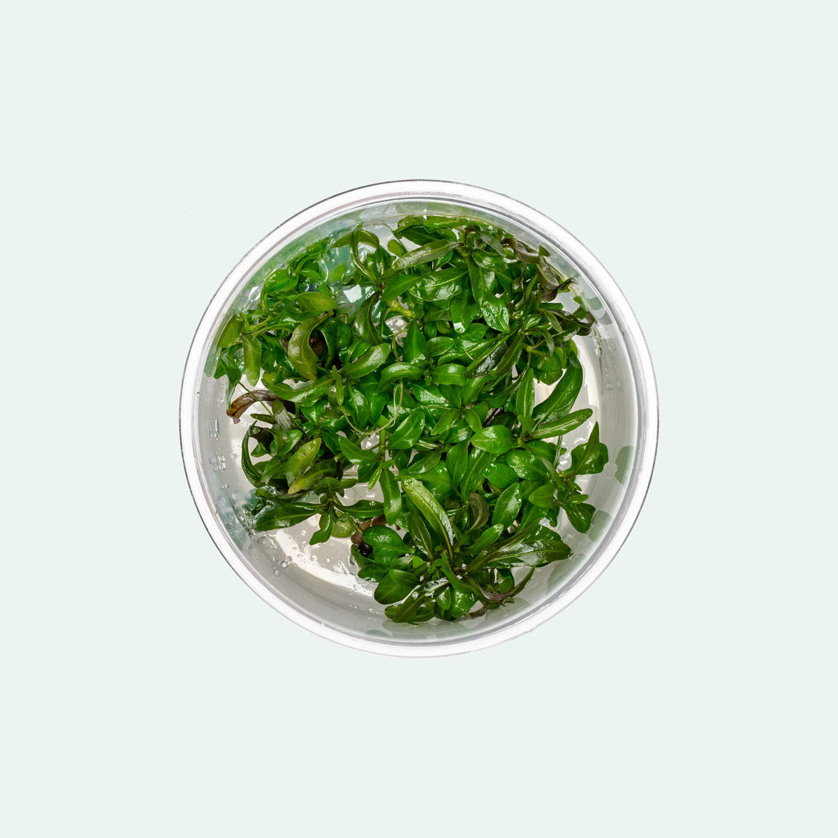 Hygrophila Araguaia Tissue Culture Live Aquarium Plant - Easy Carpeting Plant for Freshwater Fish Tanks, Aquascaping & Nano Tanks