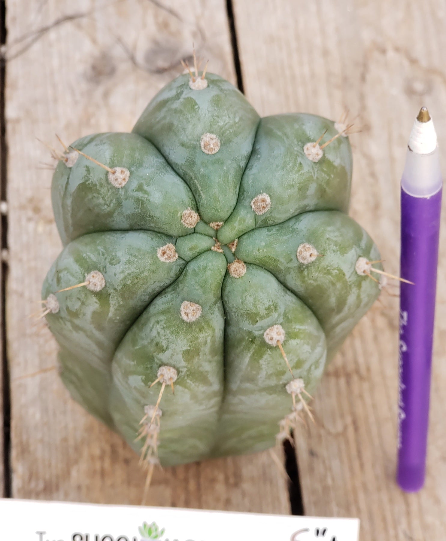 Exact Trichocereus Pachanoi Lora Jean Cactus - San Pedro Cactus for Home Decor, Spiritual Ceremonies & Garden Landscaping