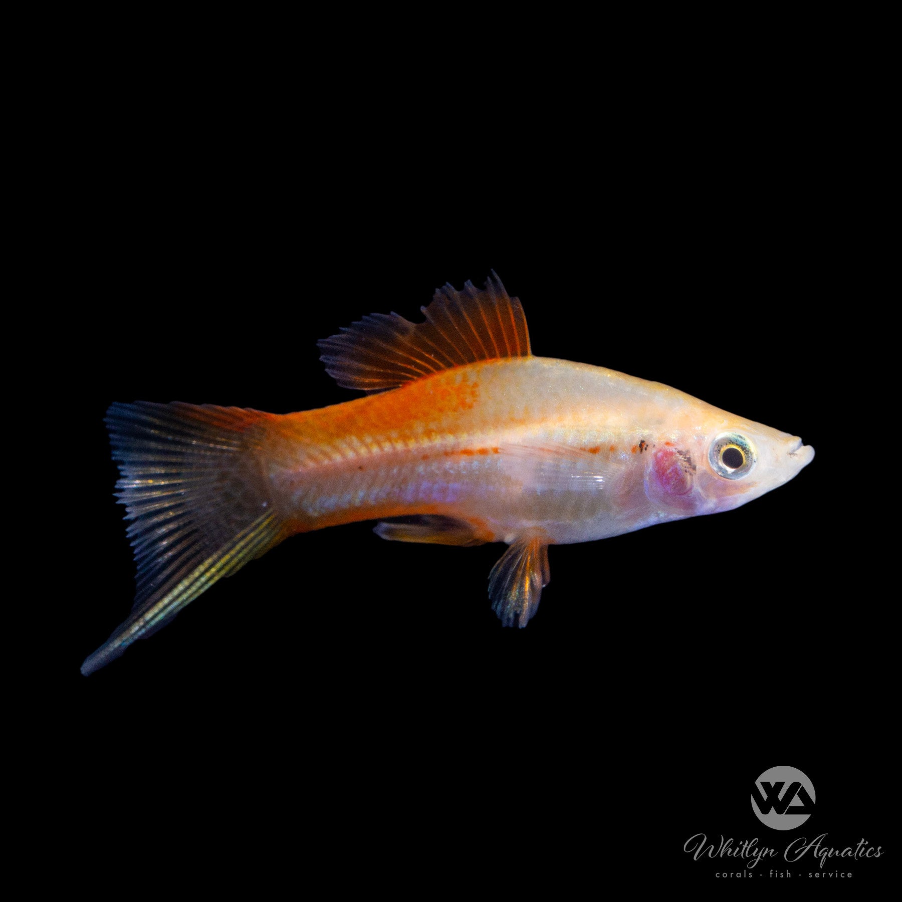 Pineapple Swordtail Fish (Xiphophorus helleri) - Live Aquarium Fish for Freshwater Tanks | Perfect for Community Aquariums & Tropical Fish Tanks