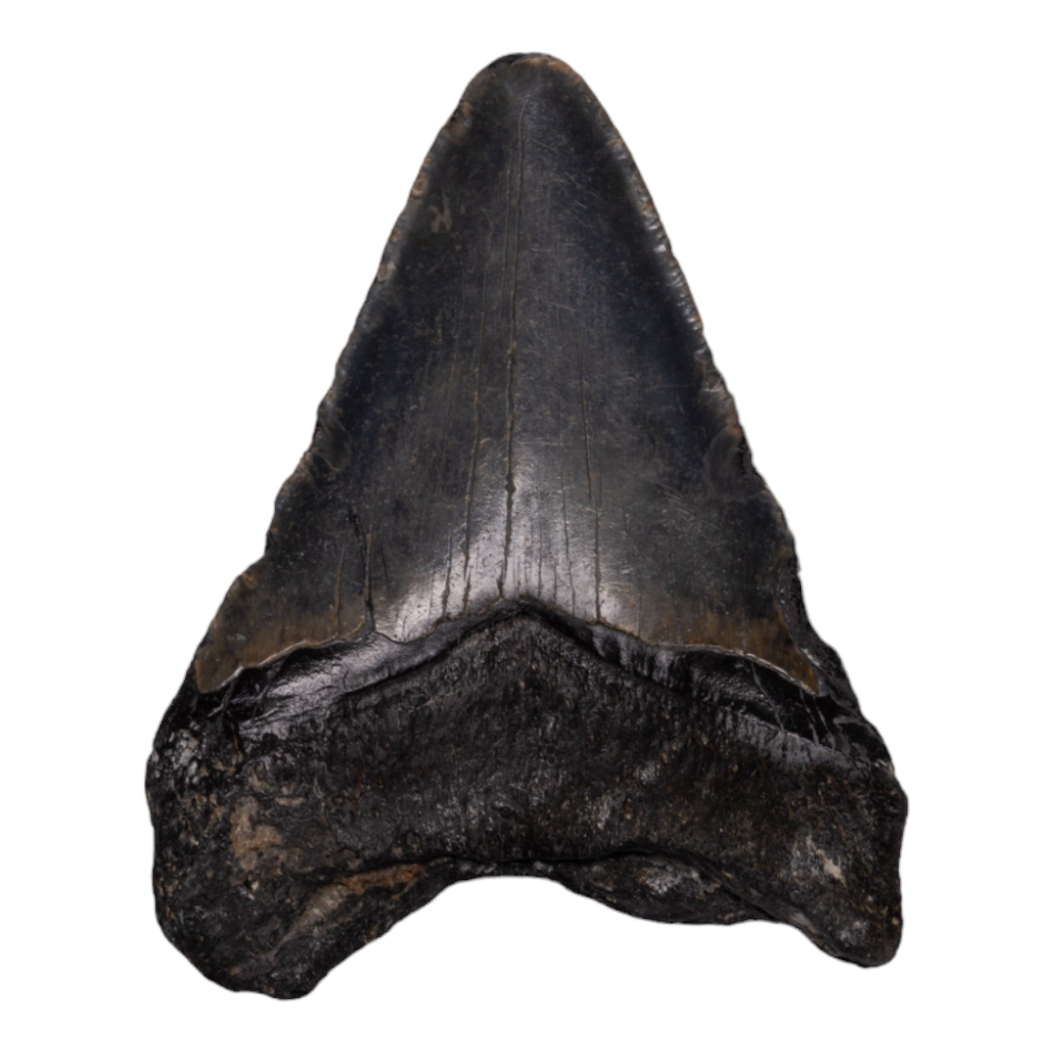 Authentic Megalodon Shark Tooth Fossil - Genuine Prehistoric Collector's Item for Display, Jewelry Making & Educational Use