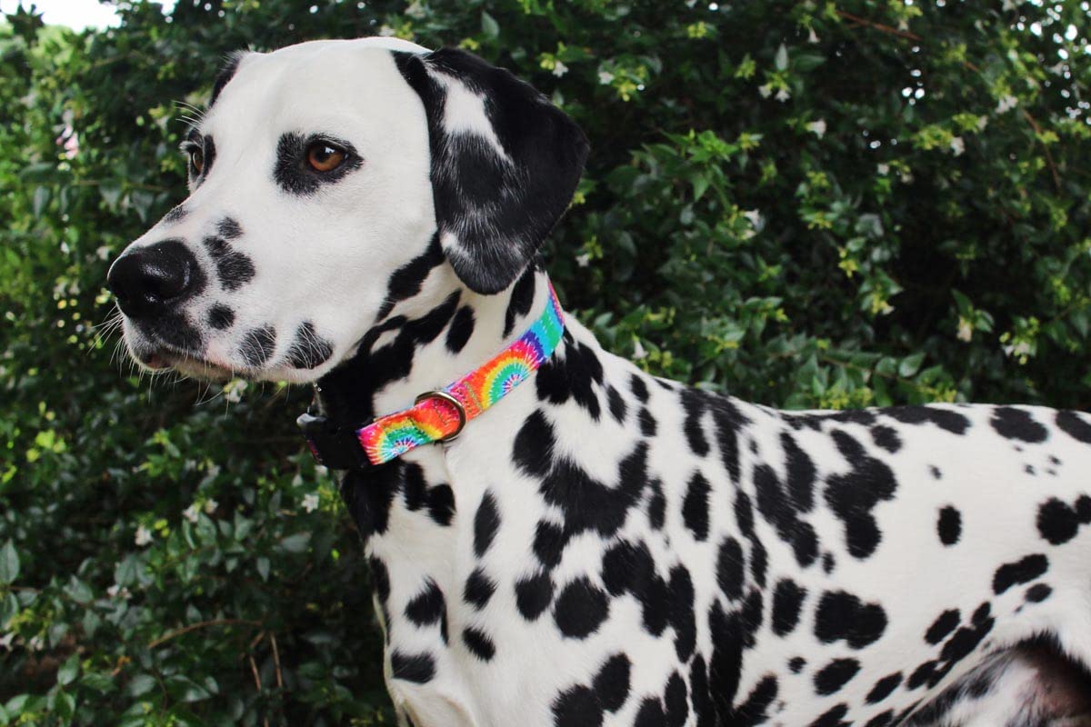 Limeloot Tie Dye Dog Collar for Large Dogs - Adjustable Pet Collar for Small, Medium & Large Breeds - Perfect for Daily Walks, Training & Outdoor Adventures