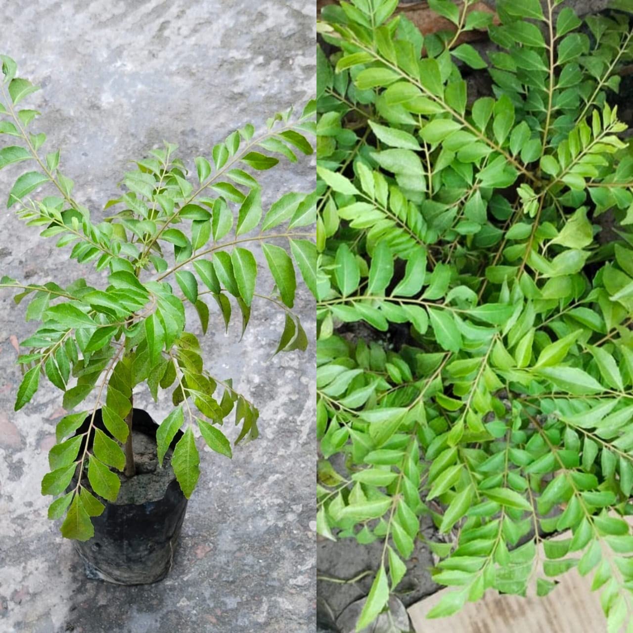 Golden Bloom Curry Leaves Plant (Murraya Koenigii) - Fresh Kadi Patta Sweet Neem Live Herb Plant for Cooking, Ayurvedic Remedies & Home Gardening