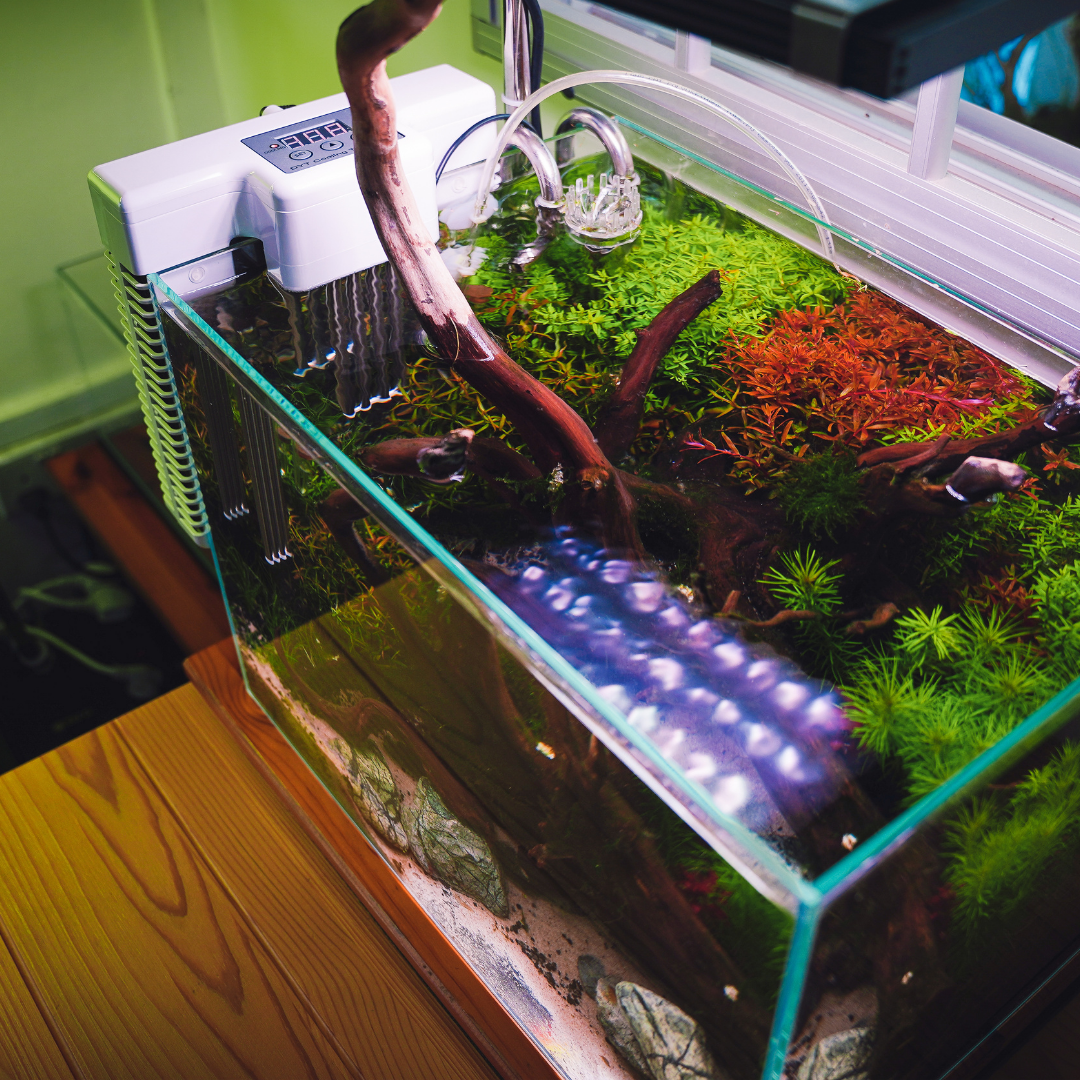 Portable DYT Mini Chiller for 30L Aquariums - No Installation Required | Compact Cooling Solution for Small Fish Tanks & Hydroponic Systems