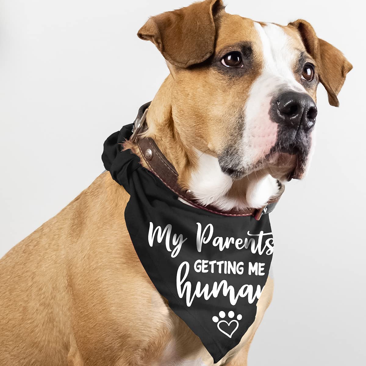 Pregnancy Announcement Dog Bandana - Gender Reveal Photo Prop Pet Scarf for Dogs - Funny Pet Accessories for Dog Lovers (Pack of 2) - Perfect for Gender Reveal Parties, Maternity Photoshoots & Pet Celebrations