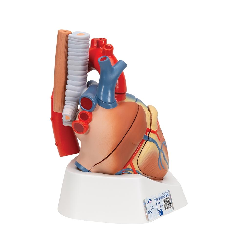 7-Part Human Heart Anatomy Model - Detailed Educational Tool for Medical Students & Biology Classrooms | Perfect for Study, Teaching & Science Demonstrations