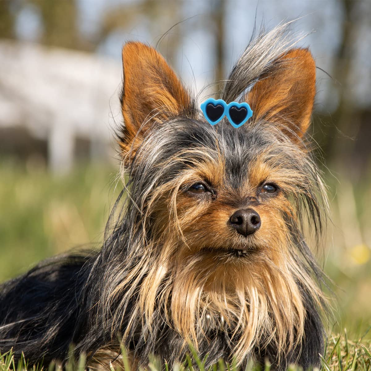 20Pcs Cute Dog Hair Bows with Clips - Pet Grooming Accessories for Dogs & Cats - Party & Photo Shoots