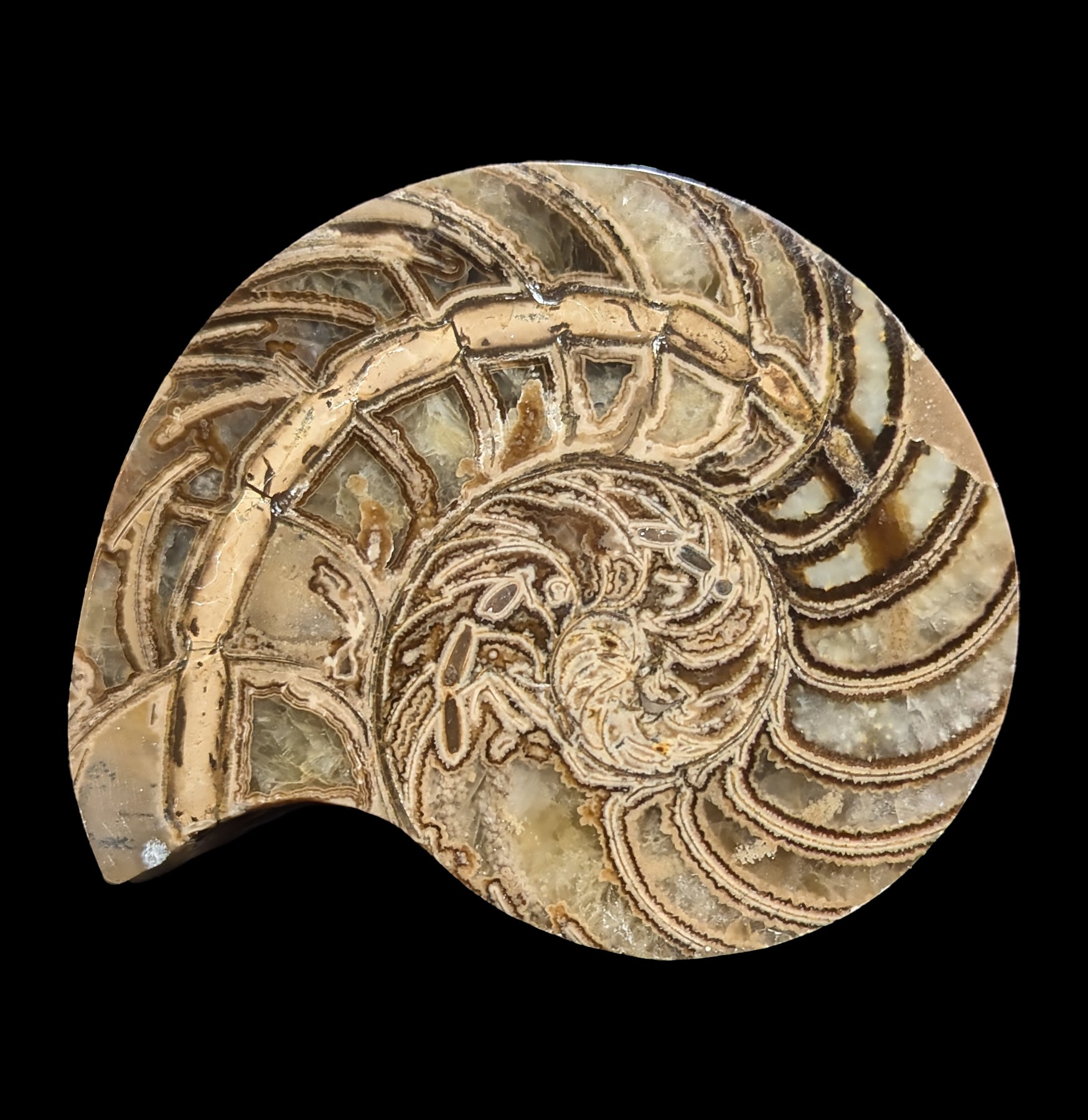 Fossil Nautilus Shell Pair - Genuine Natural Collectible Specimens for Home Decor, Classroom Display & Science Education - Perfect for Geology Enthusiasts and Interior Design