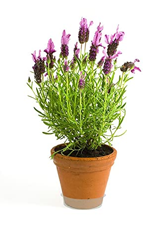 3-Pack 10 Inch Vinyl Plant Saucers - Heavy Duty Plant Trays & Water Catchers for Indoor/Outdoor Plants - Prevents Overwatering - Perfect for Pots, Planters & Gardening - 10