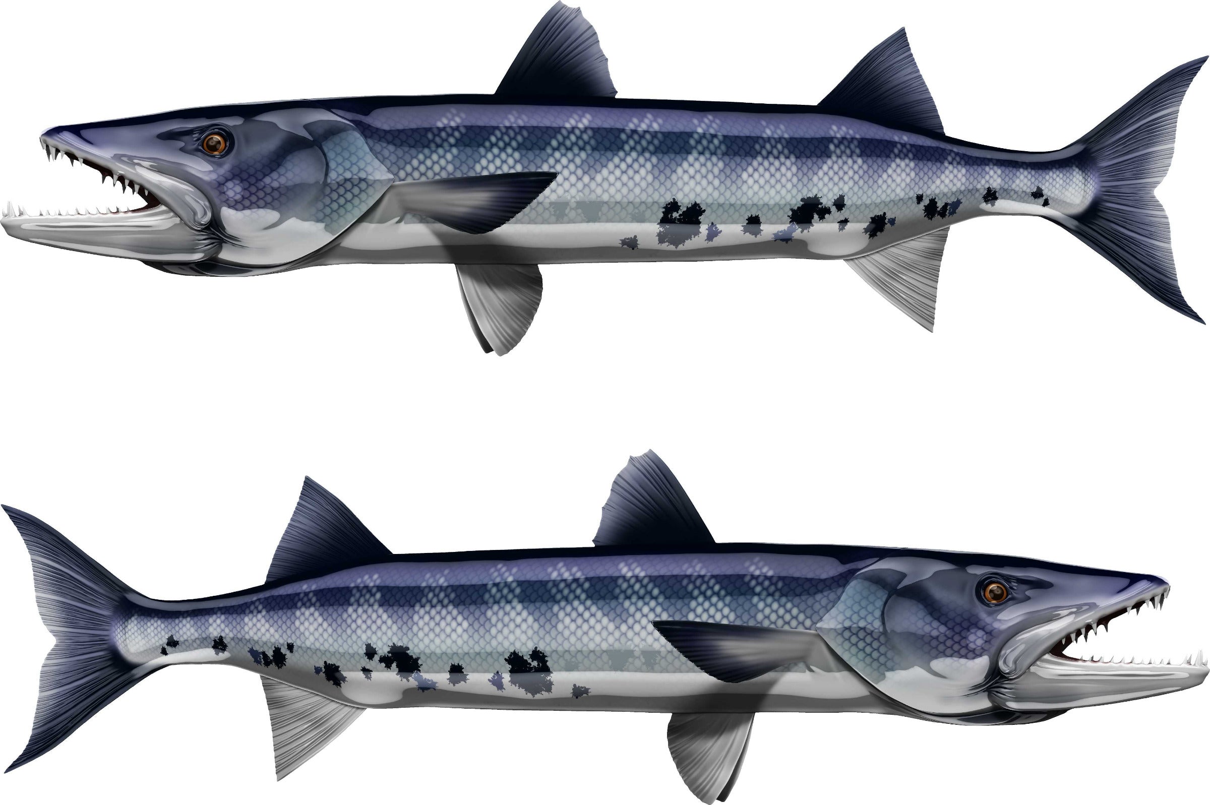 Blue Barracuda Predator Boat Decal - Mirror Image Vinyl Graphic Set for Fishing Boats & Watercraft | High-Quality Marine Stickers for Boat Decoration & Personalization